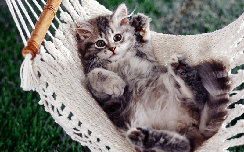 Fluffy Kitten in Hammock — Gray