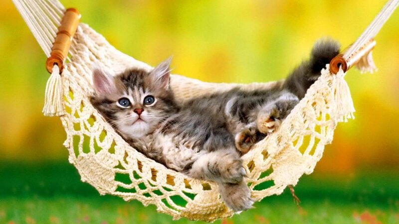 Fluffy Kitten in Hammock — Green