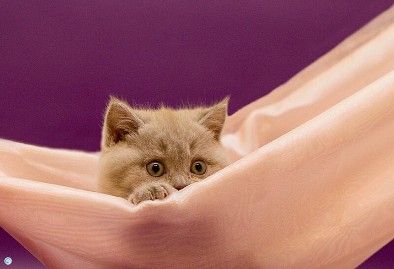 Fluffy Kitten in Hammock — Purple