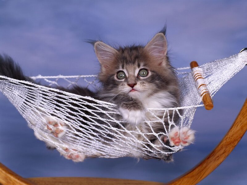 Fluffy Kitten in Hammock