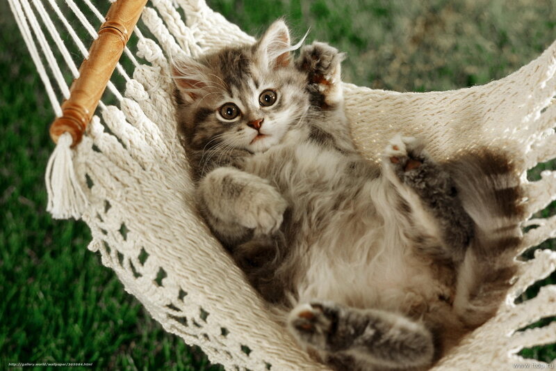 Fluffy Kitten in Hammock — White, Calm, Afternoon, Photograph