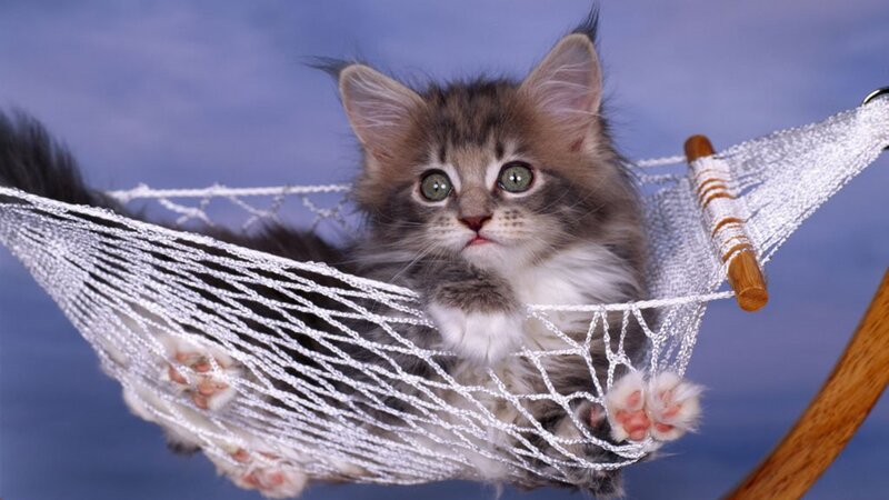 Fluffy Kitten in Hammock — White, Calm, Photograph