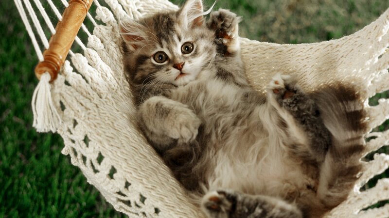 Fluffy Kitten in Hammock — White, Calm