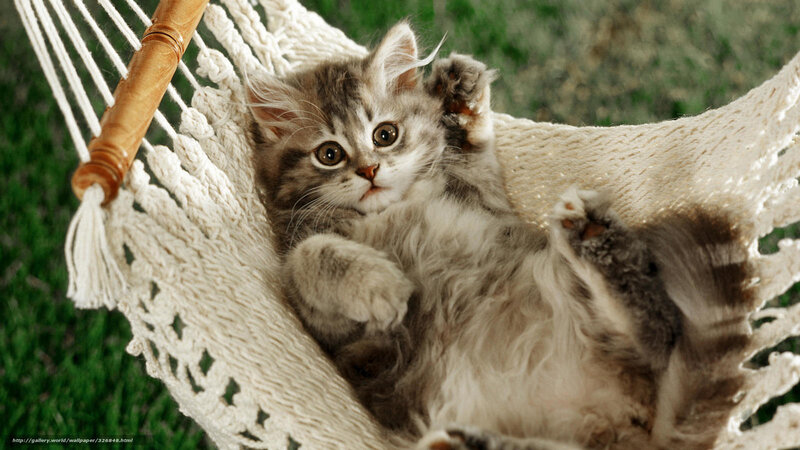 Fluffy Kitten in Hammock — White, Relaxed