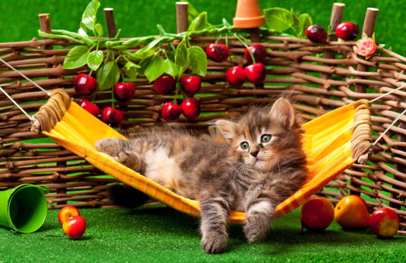 Fluffy Kitten in Hammock — Yellow