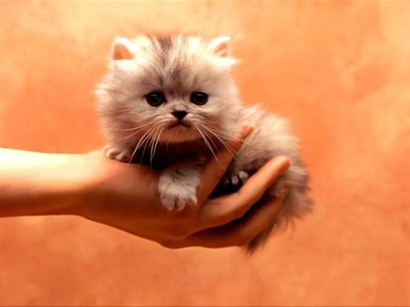 Fluffy Kitten in Hand — Orange