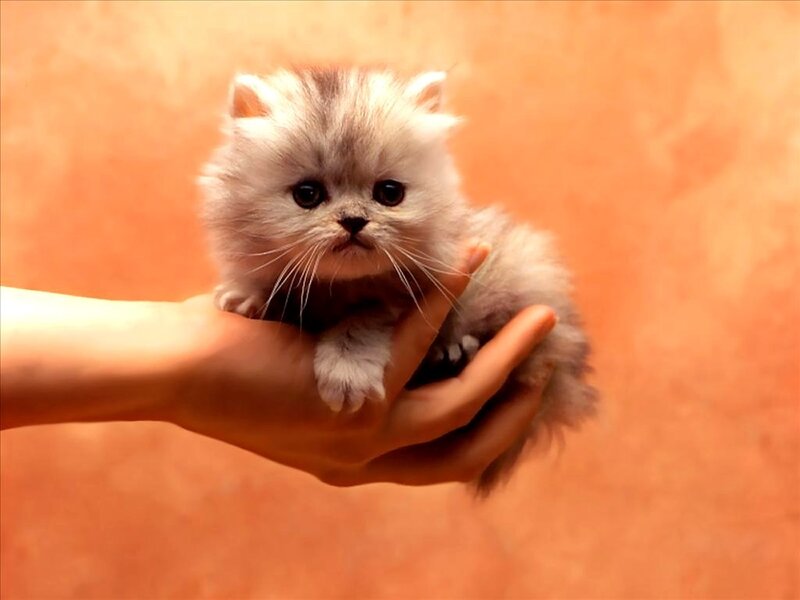 Fluffy Kitten in Hand