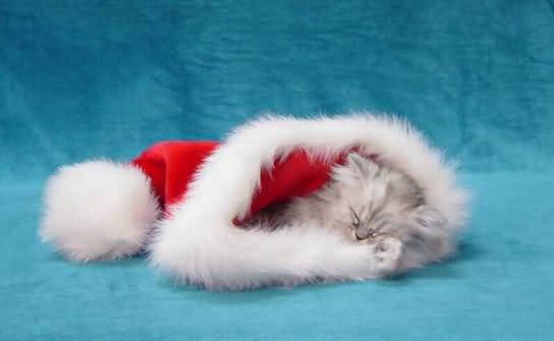Fluffy Kitten in Hat — Blue