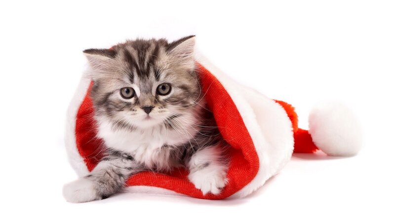 Fluffy Kitten in Hat — Red, Cute, Photograph