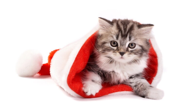 Fluffy Kitten in Hat — Red, Cute