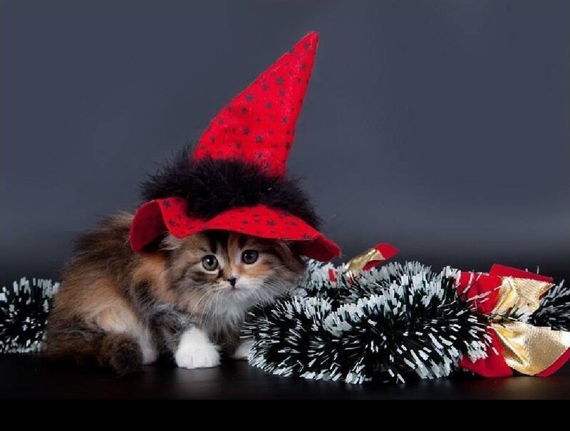 Fluffy Kitten in Hat — Red, Festive