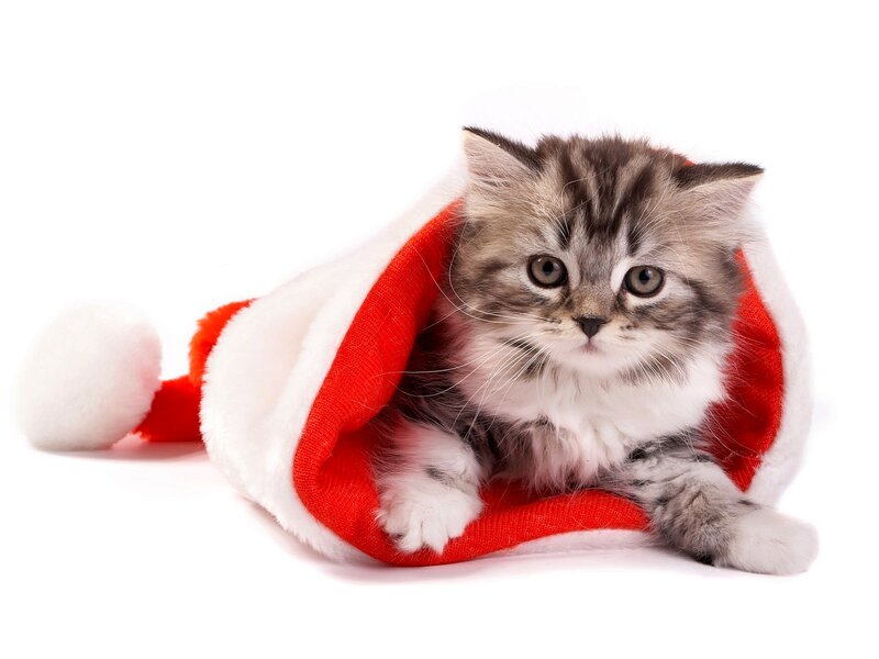 Fluffy Kitten in Hat — Red, Innocent