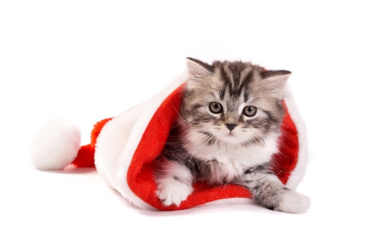 Fluffy Kitten in Hat — Red