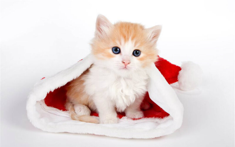 Fluffy Kitten in Hat — White, Innocent
