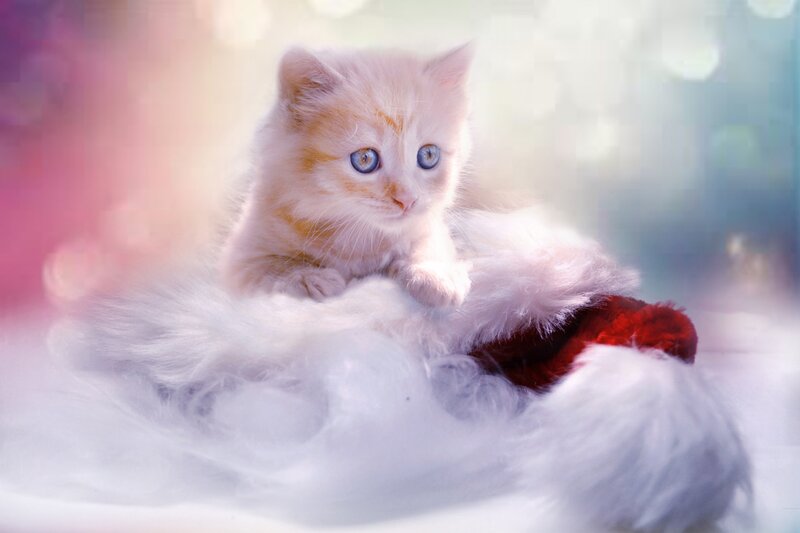 Fluffy Kitten in Hat — White, Serene