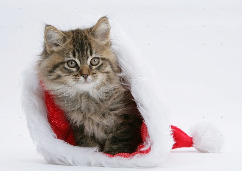 Fluffy Kitten in Hat — White
