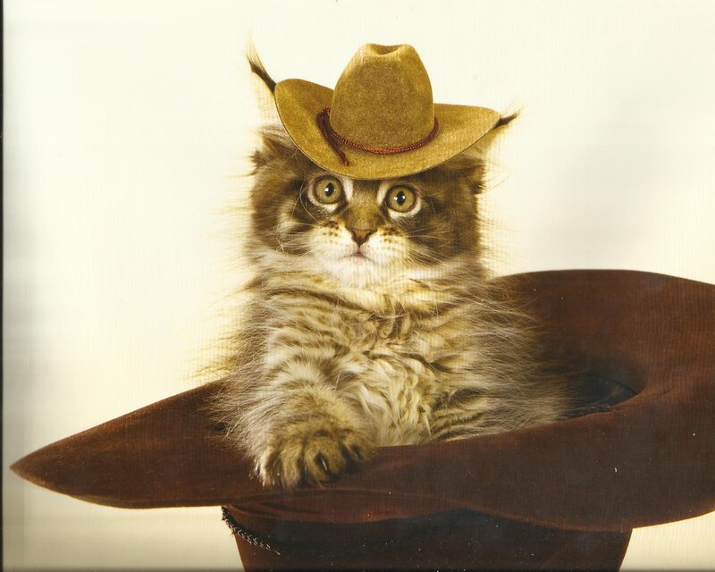 Fluffy Kitten in Hats