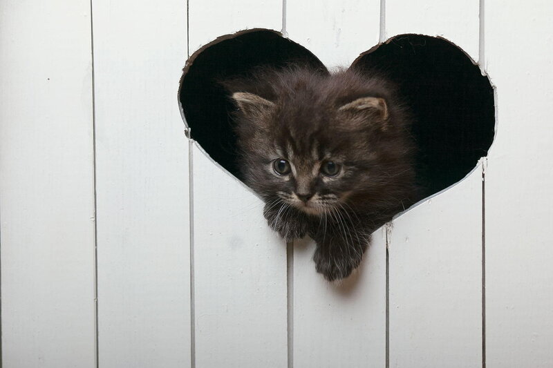 Fluffy Kitten in Heart Hole