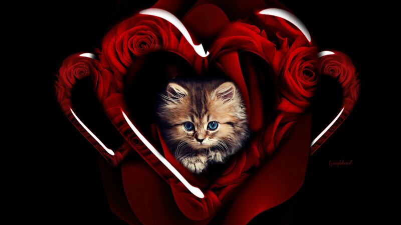 Fluffy Kitten in Heart
