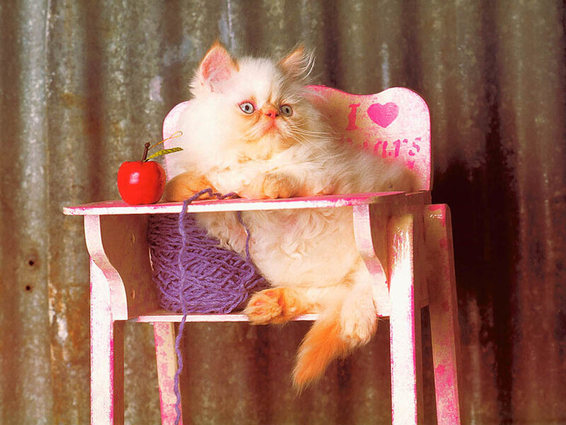 fluffy kitten in high chair