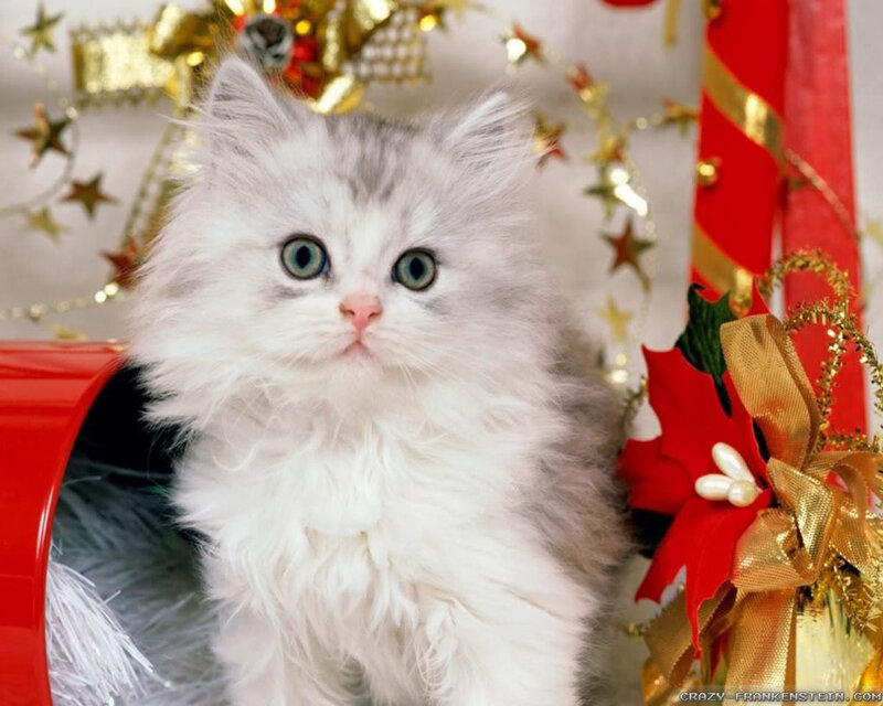 Fluffy Kitten in Holiday Decor