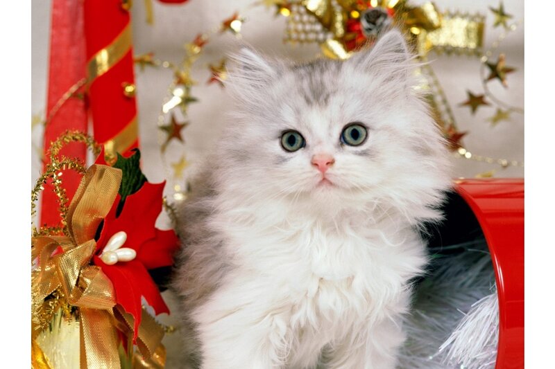 Fluffy Kitten in Holiday Decor — White