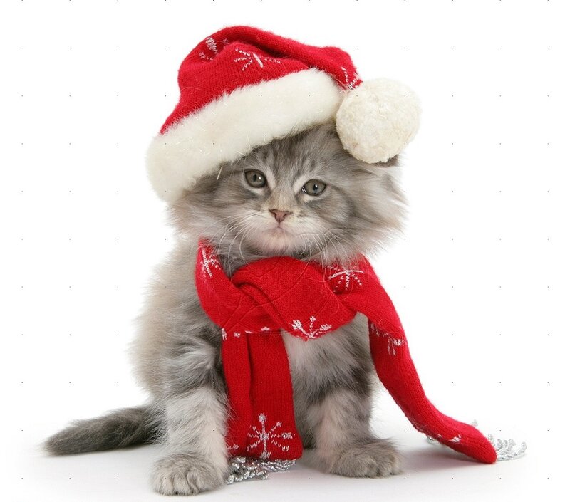 Fluffy Kitten in Holiday Gear