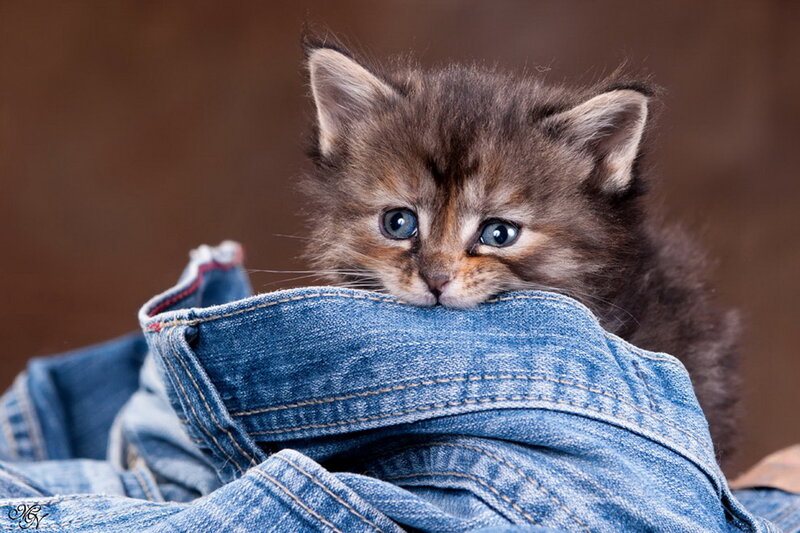 Fluffy Kitten in Jeans