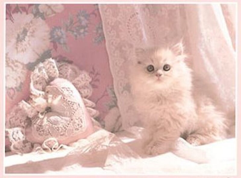 fluffy kitten in lace setting