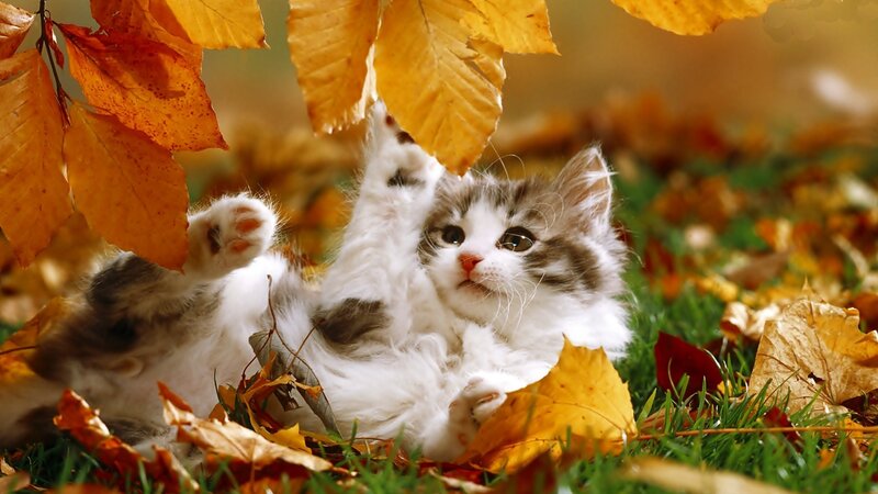 Fluffy Kitten in Leaves — Yellow, Playful