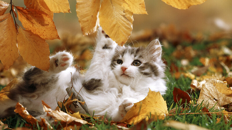 Fluffy Kitten in Leaves — Yellow