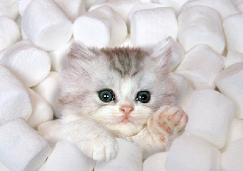 Fluffy Kitten in Marshmallows