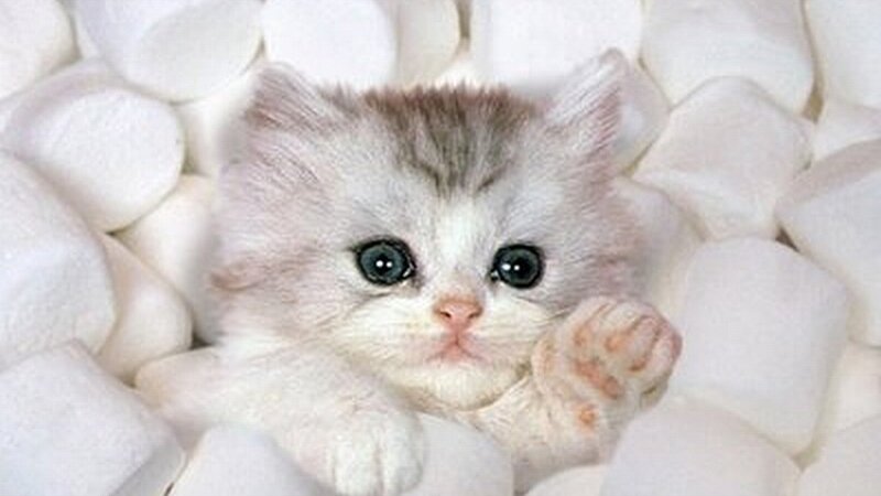 Fluffy Kitten in Marshmallows — White