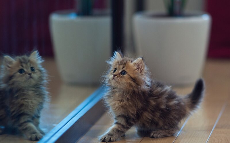 Fluffy Kitten in Mirror — Brown