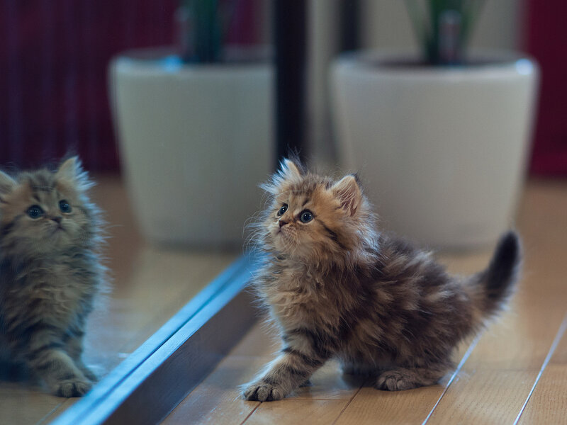Fluffy Kitten in Mirror