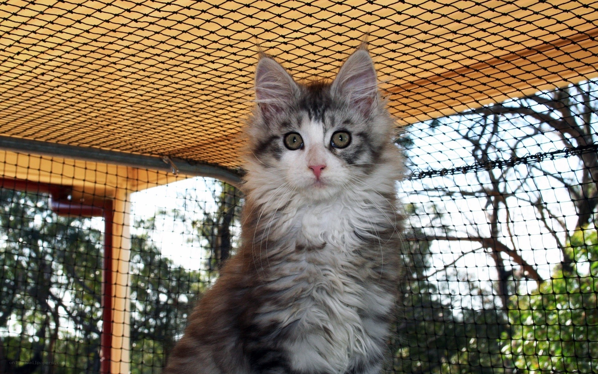fluffy kitten in outdoor enclosure