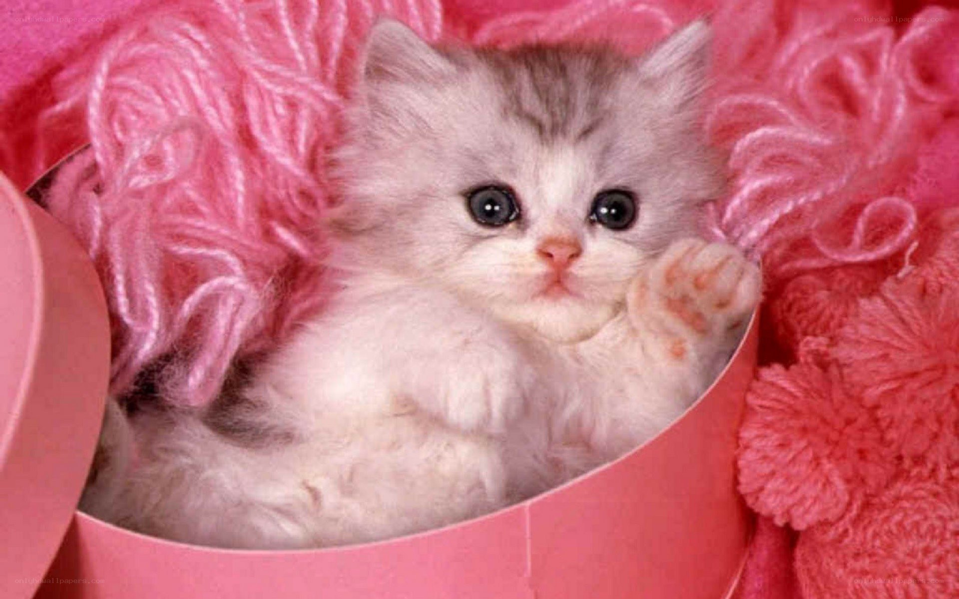 fluffy kitten in pink box