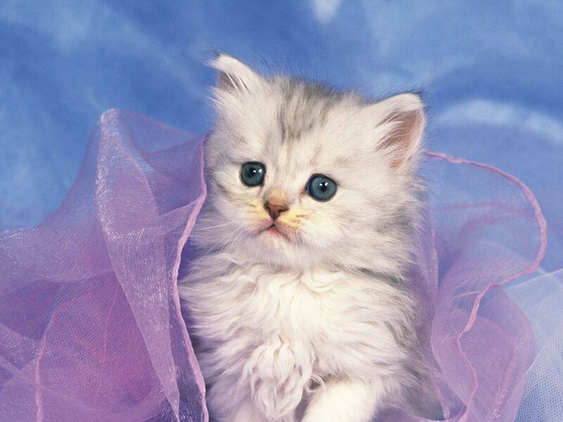 Fluffy Kitten in Purple Fabric