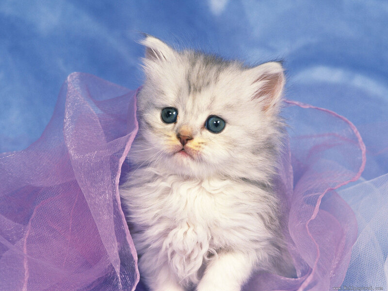 Fluffy Kitten in Purple Fabric — White