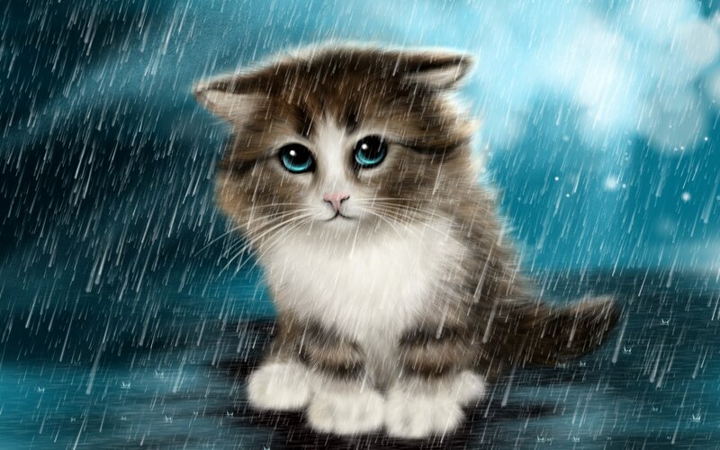 Fluffy Kitten in Rain