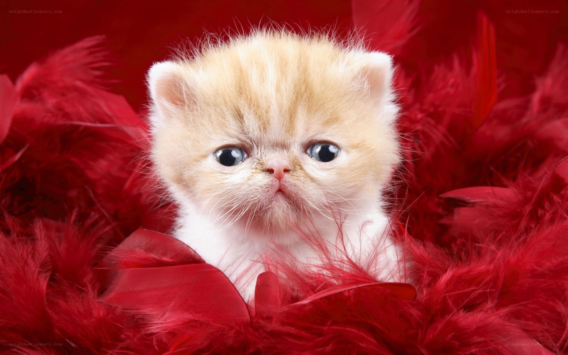 fluffy kitten in red feathers