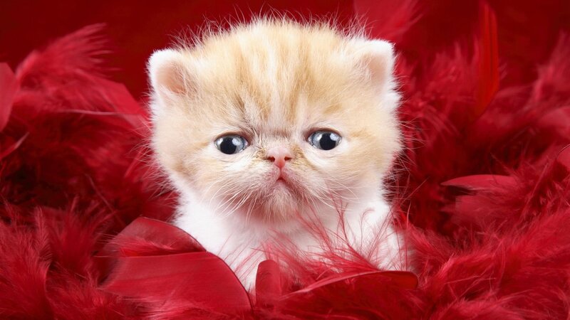 fluffy kitten in red feathers