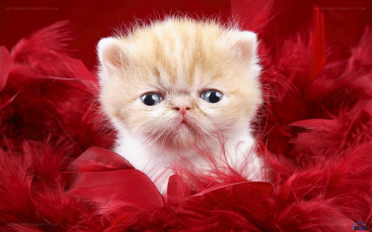fluffy kitten in red feathers