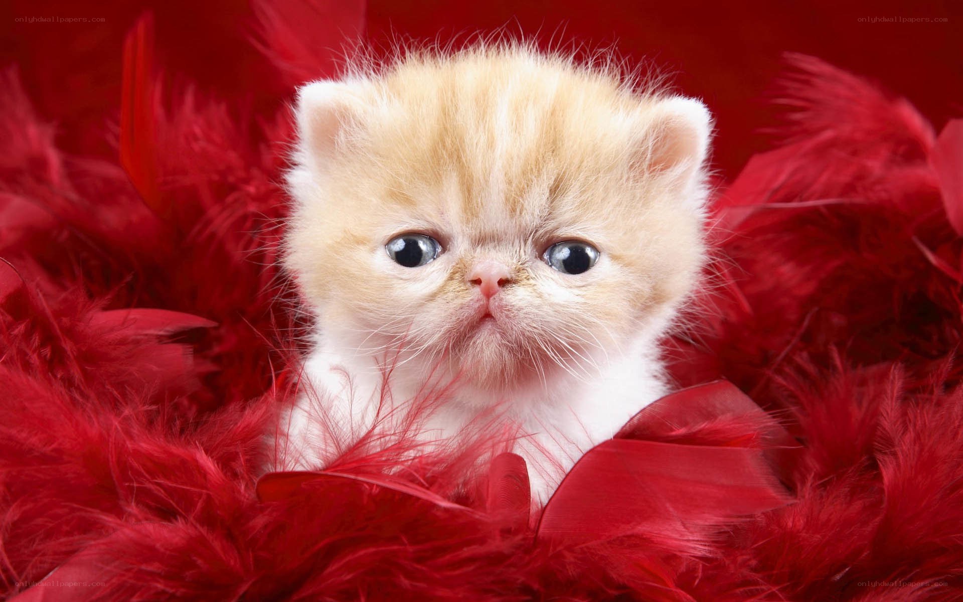 fluffy kitten in red feathers