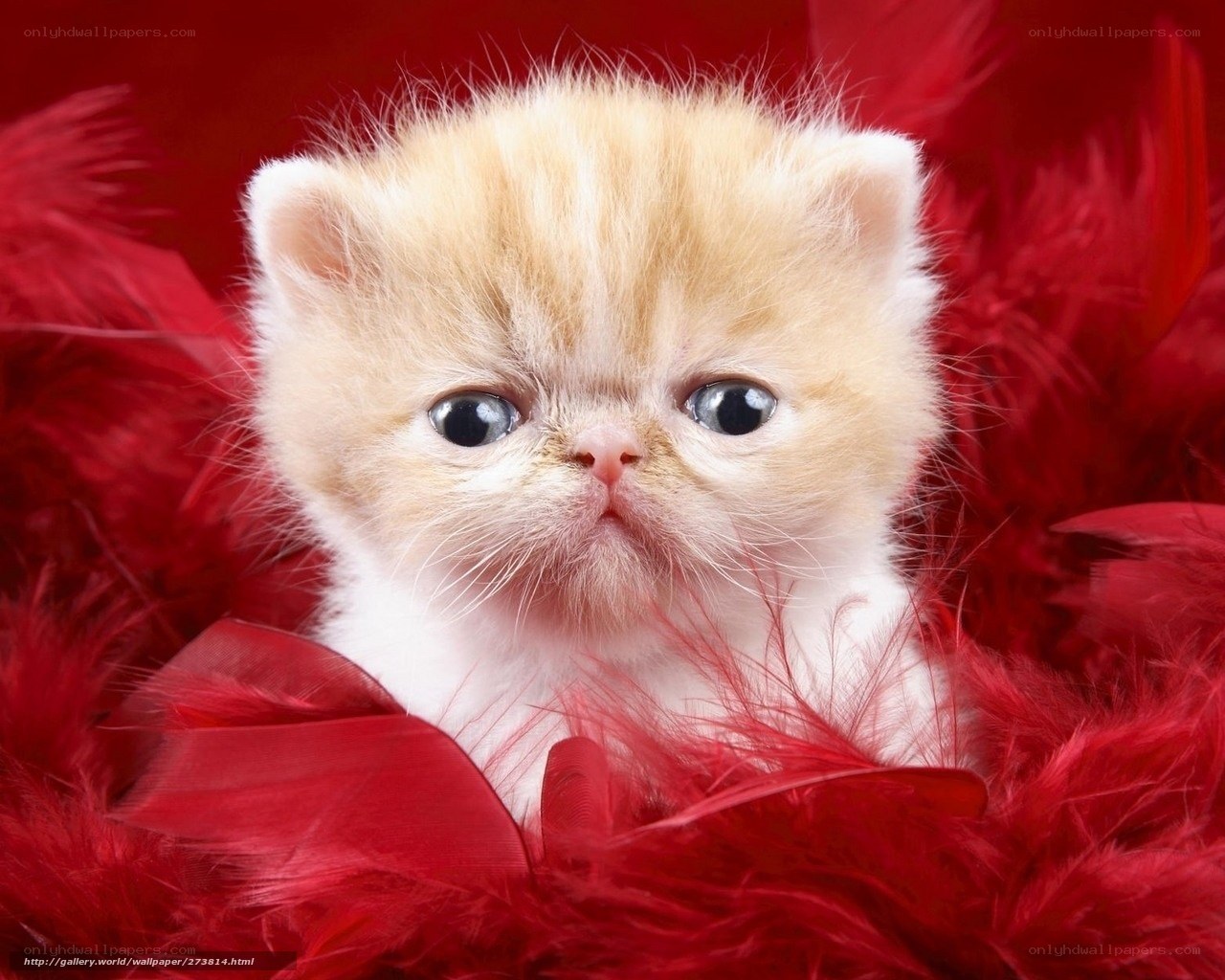 fluffy kitten in red feathers