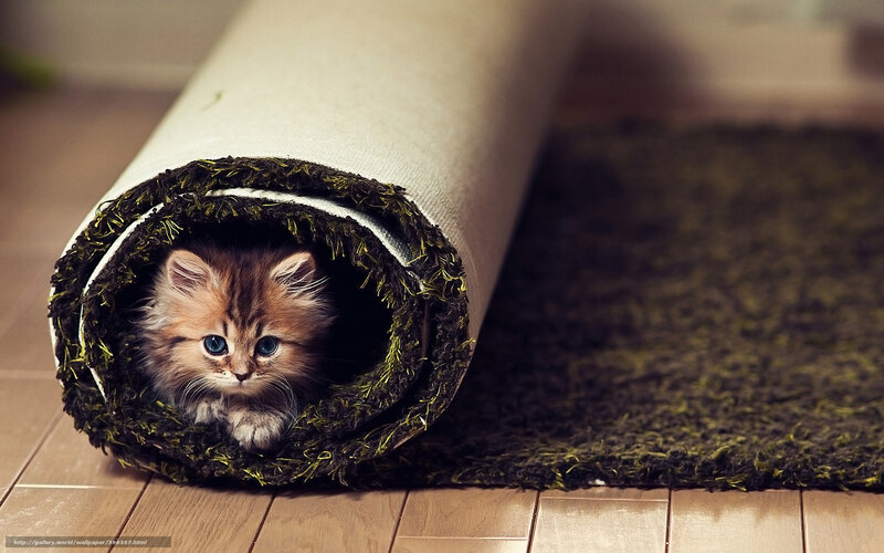 Fluffy Kitten in Rug — Brown, Curious, Photograph, Wood Floor