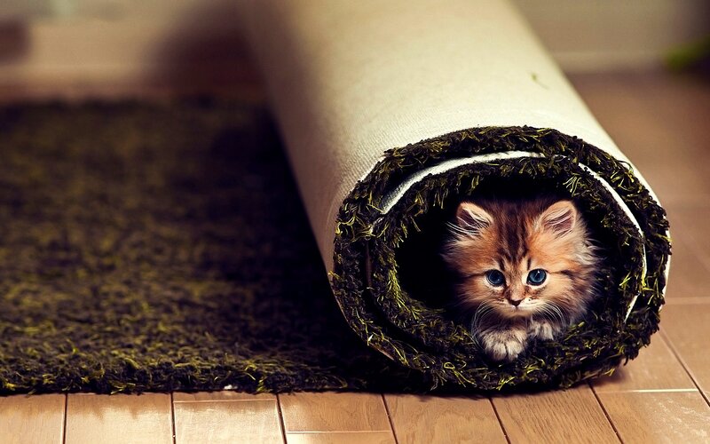 Fluffy Kitten in Rug — Brown, Curious