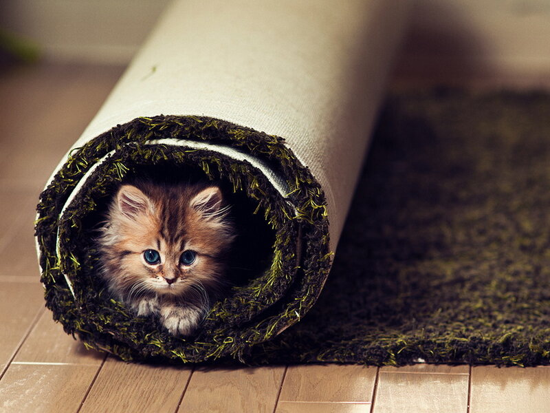 Fluffy Kitten in Rug