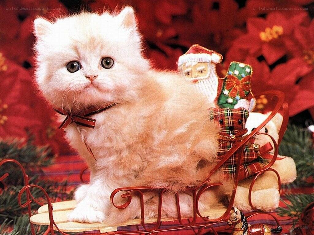 fluffy kitten in sleigh