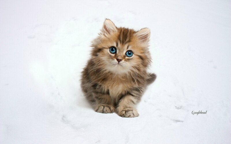 Fluffy Kitten in Snow — White, Calm